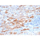 Immunohistochemistry - Anti-Cytokeratin 8 Antibody [rKRT8/6471] - BSA and Azide free (A278485) - Antibodies.com