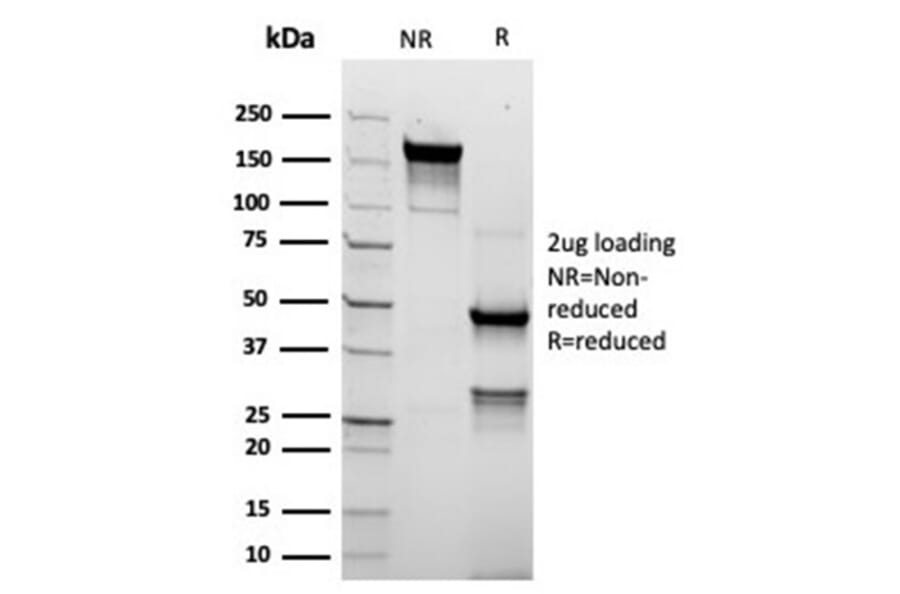 SDS-PAGE - Anti-TROP2 Antibody [rTACSTD2/6395] - BSA and Azide free (A278487) - Antibodies.com