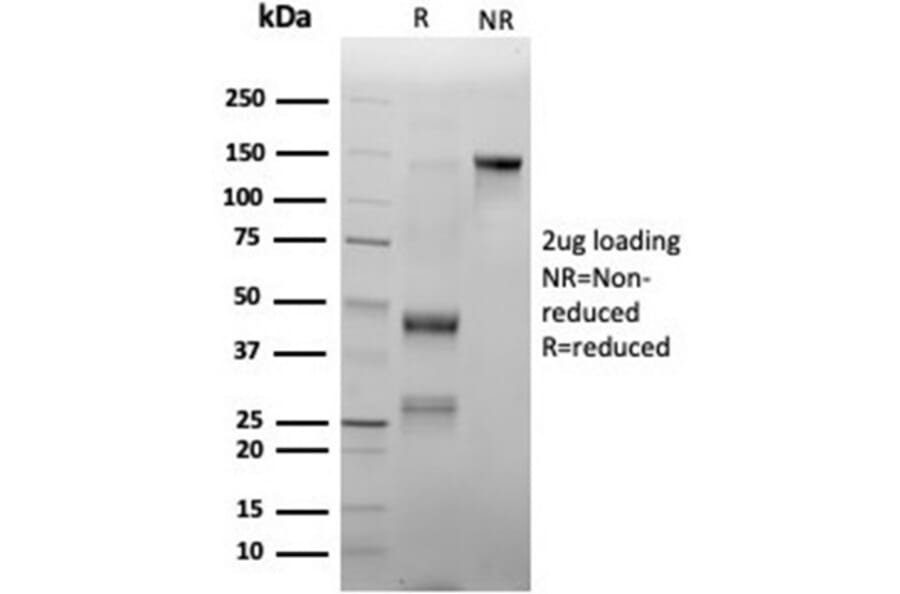 SDS-PAGE - Anti-Myeloperoxidase Antibody [rMPO/6904] - BSA and Azide free (A278490) - Antibodies.com