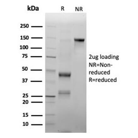SDS-PAGE - Anti-Myeloperoxidase Antibody [rMPO/6904] - BSA and Azide free (A278490) - Antibodies.com