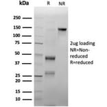 SDS-PAGE - Anti-Myeloperoxidase Antibody [rMPO/6904] - BSA and Azide free (A278490) - Antibodies.com