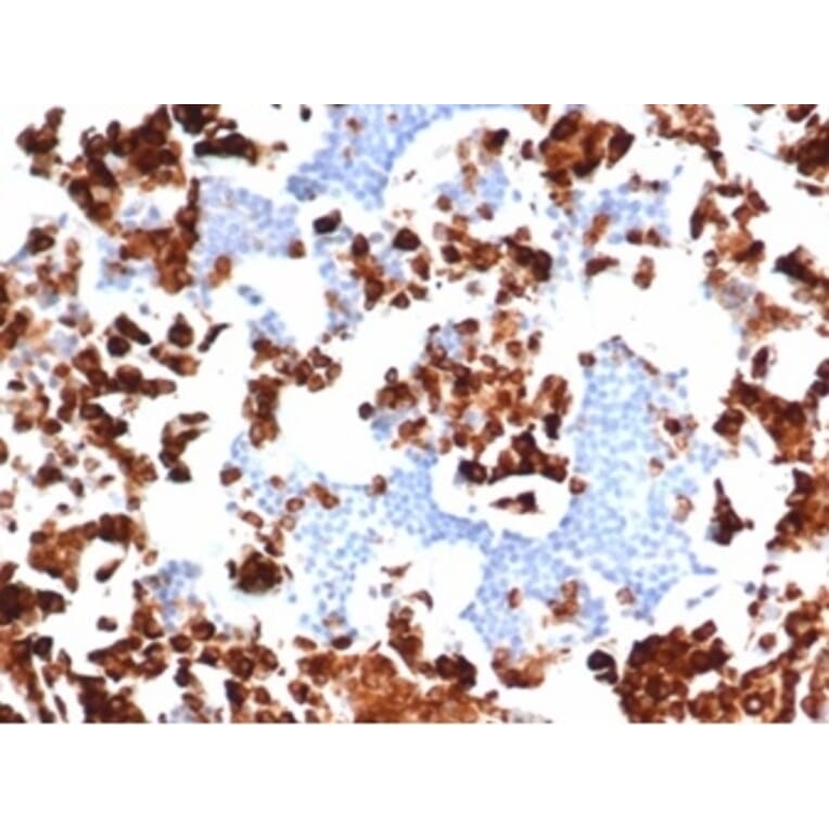 Immunohistochemistry - Anti-Myeloperoxidase Antibody [rMPO/6904] - BSA and Azide free (A278490) - Antibodies.com