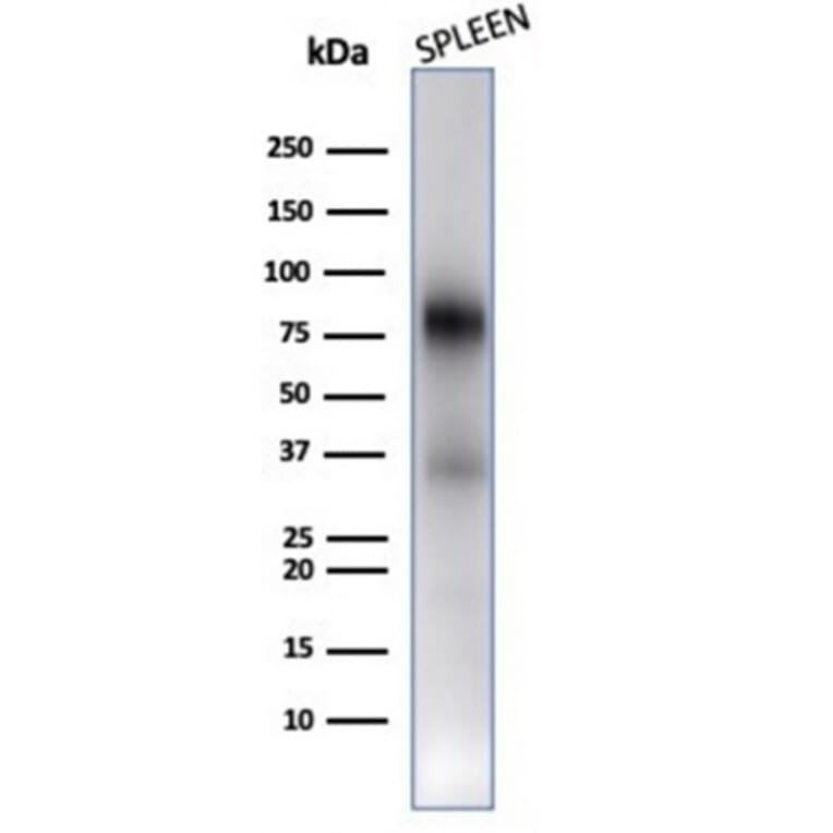 Western Blot - Anti-Myeloperoxidase Antibody [rMPO/6904] - BSA and Azide free (A278490) - Antibodies.com