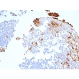 Immunohistochemistry - Anti-Myeloperoxidase Antibody [rMPO/6904] - BSA and Azide free (A278490) - Antibodies.com