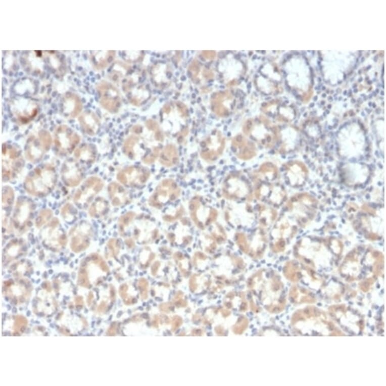 Immunohistochemistry - Anti-MUC3 Antibody [rMUC3/1154] - BSA and Azide free (A278491) - Antibodies.com