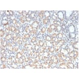 Immunohistochemistry - Anti-MUC3 Antibody [rMUC3/1154] - BSA and Azide free (A278491) - Antibodies.com