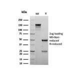 SDS-PAGE - Anti-MyoD1 Antibody [rMYOD1/6911] - BSA and Azide free (A278492) - Antibodies.com