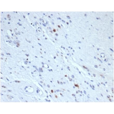 Immunohistochemistry - Anti-Myogenin Antibody [rMYOG/6297] - BSA and Azide free (A278493) - Antibodies.com