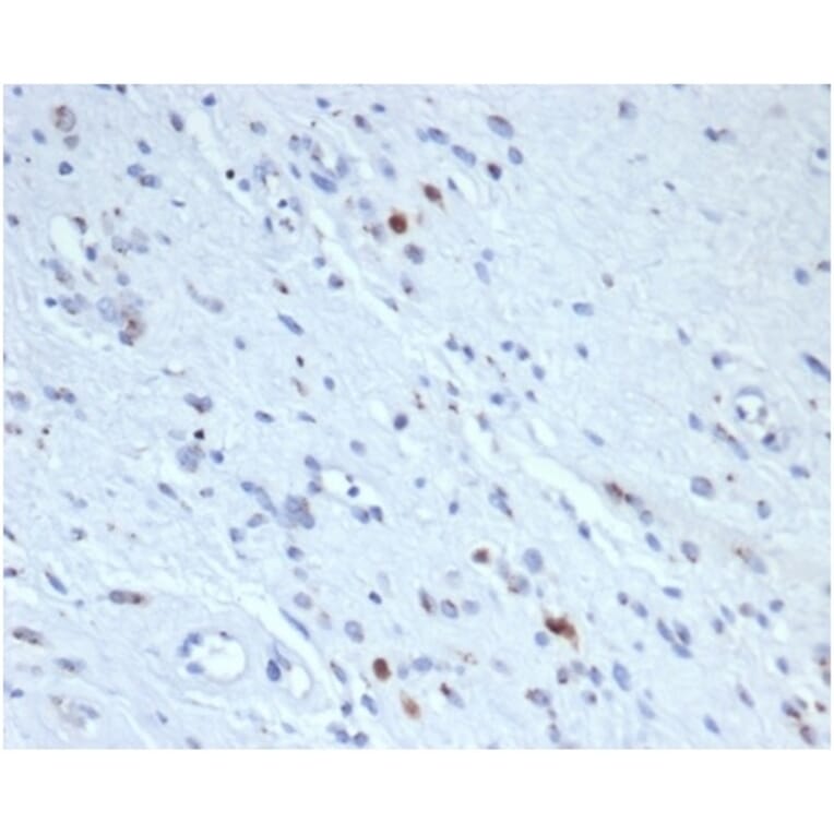 Immunohistochemistry - Anti-Myogenin Antibody [rMYOG/6297] - BSA and Azide free (A278493) - Antibodies.com