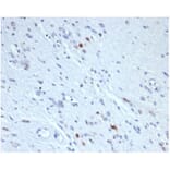 Immunohistochemistry - Anti-Myogenin Antibody [rMYOG/6297] - BSA and Azide free (A278493) - Antibodies.com