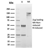 SDS-PAGE - Anti-Myogenin Antibody [rMYOG/6297] - BSA and Azide free (A278493) - Antibodies.com