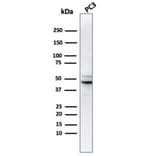 Western Blot - Anti-Ornithine Decarboxylase Antibody [rODC1/487] - BSA and Azide free (A278494) - Antibodies.com