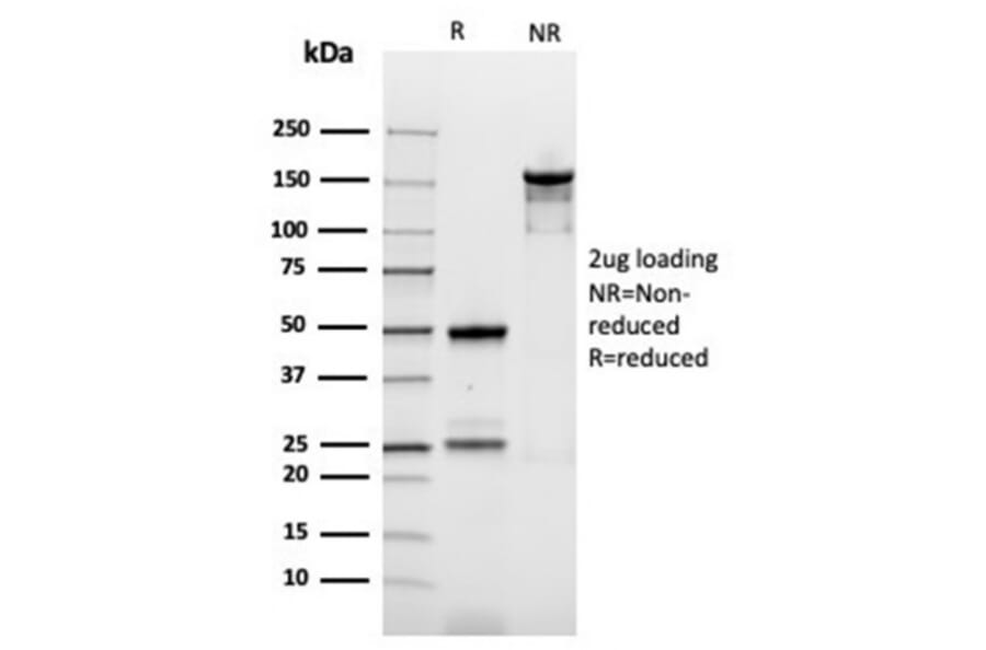 SDS-PAGE - Anti-Ornithine Decarboxylase Antibody [rODC1/487] - BSA and Azide free (A278494) - Antibodies.com