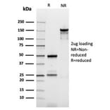 SDS-PAGE - Anti-Ornithine Decarboxylase Antibody [rODC1/487] - BSA and Azide free (A278494) - Antibodies.com