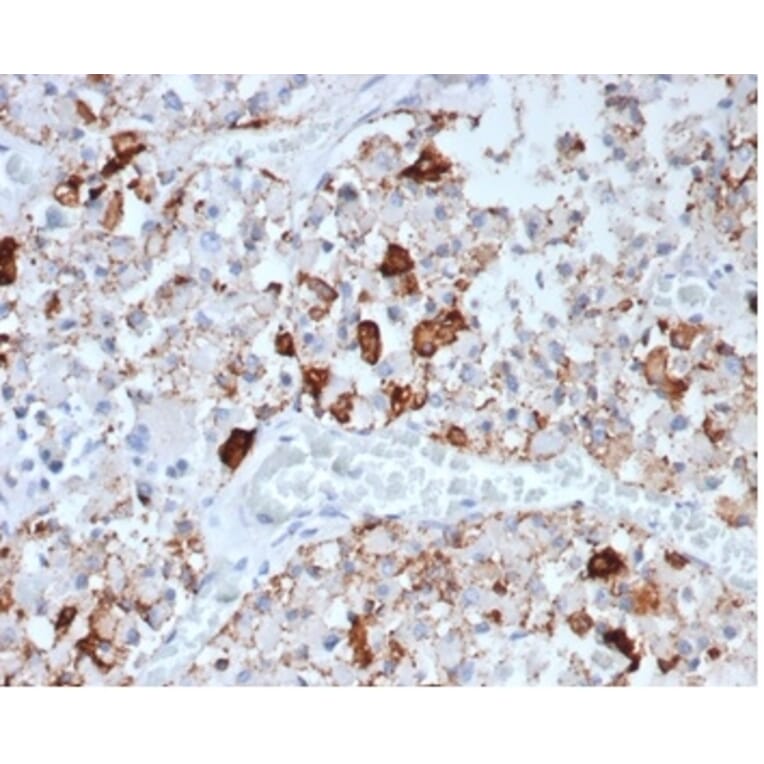 Immunohistochemistry - Anti-Prolactin Antibody [rPRL/4907] - BSA and Azide free (A278500) - Antibodies.com