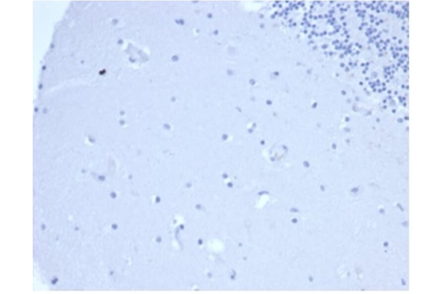 Immunohistochemistry - Anti-Prolactin Antibody [rPRL/4907] - BSA and Azide free (A278500) - Antibodies.com