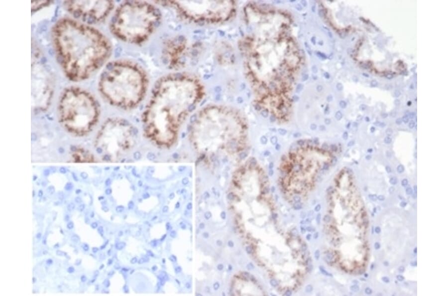 Immunohistochemistry - Anti-RBP4 Antibody [rRBP4/7372] - BSA and Azide free (A278501) - Antibodies.com