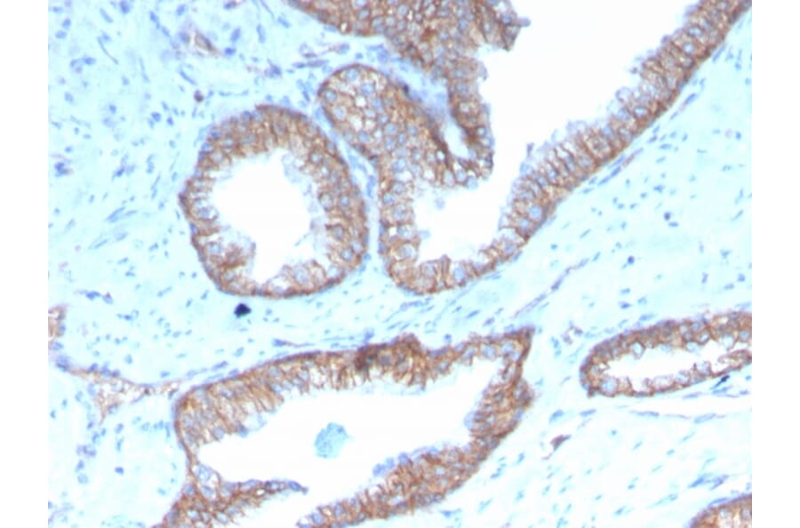 Immunohistochemistry - Anti-Sex Hormone Binding Globulin Antibody [rSHBG-245] - BSA and Azide free (A278504) - Antibodies.com
