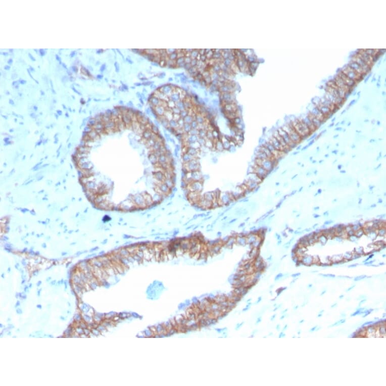 Immunohistochemistry - Anti-Sex Hormone Binding Globulin Antibody [rSHBG-245] - BSA and Azide free (A278504) - Antibodies.com