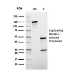 SDS-PAGE - Anti-Sex Hormone Binding Globulin Antibody [rSHBG-245] - BSA and Azide free (A278504) - Antibodies.com