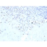 Immunohistochemistry - Anti-PU.1 Antibody [rPU1/2146] - BSA and Azide free (A278510) - Antibodies.com
