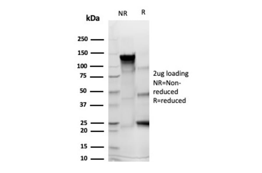 SDS-PAGE - Anti-CD43 Antibody [rSPN/6563] - BSA and Azide free (A278511) - Antibodies.com