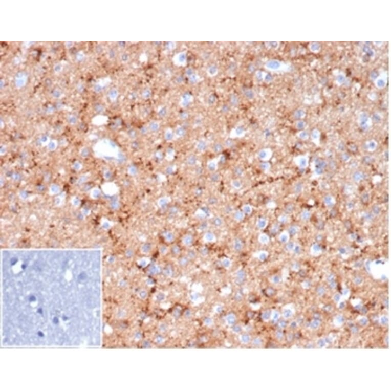 Immunohistochemistry - Anti-Synaptophysin Antibody [rSYP/6856] - BSA and Azide free (A278512) - Antibodies.com