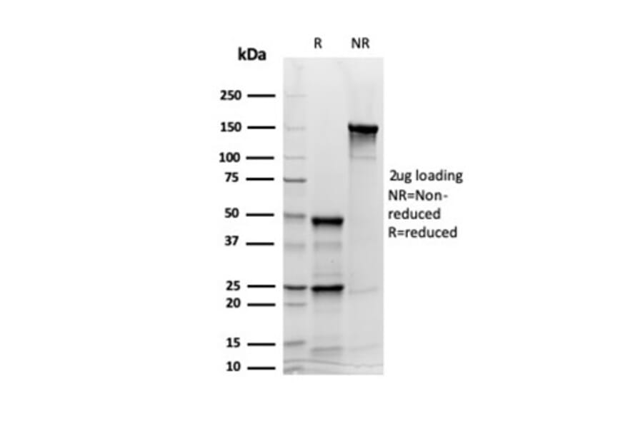 SDS-PAGE - Anti-Synaptophysin Antibody [rSYP/6856] - BSA and Azide free (A278512) - Antibodies.com