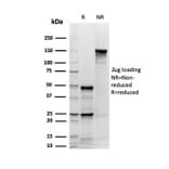 SDS-PAGE - Anti-Synaptophysin Antibody [rSYP/6856] - BSA and Azide free (A278512) - Antibodies.com