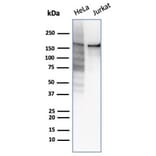 Western Blot - Anti-Topoisomerase II alpha Antibody [rTOP2A/6569] - BSA and Azide free (A278513) - Antibodies.com