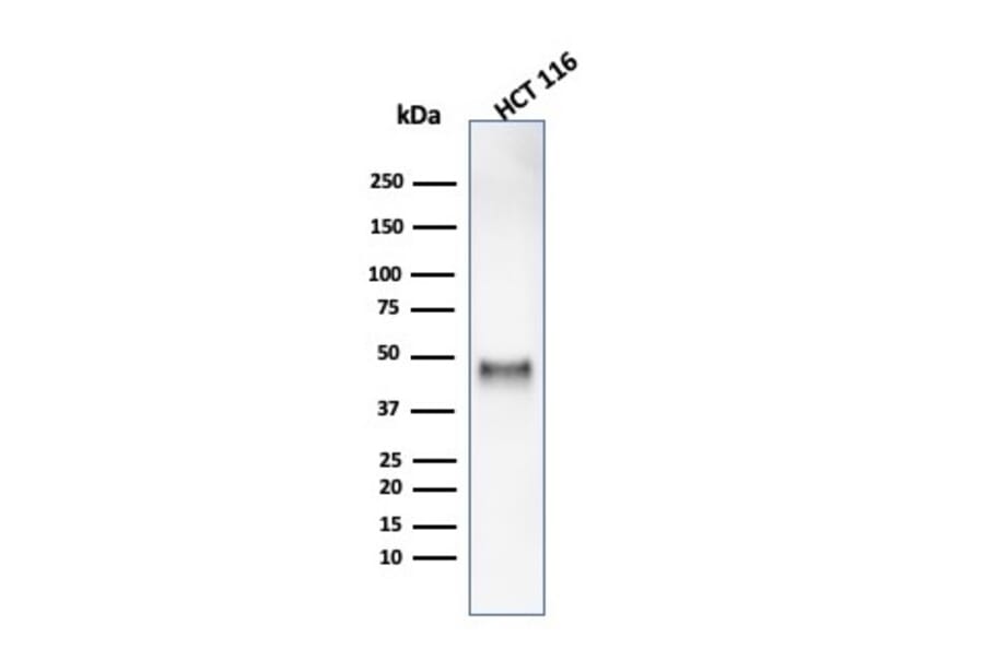 Western Blot - Anti-Cyclin E1 Antibody [rCCNE1/4936] - BSA and Azide free (A278519) - Antibodies.com