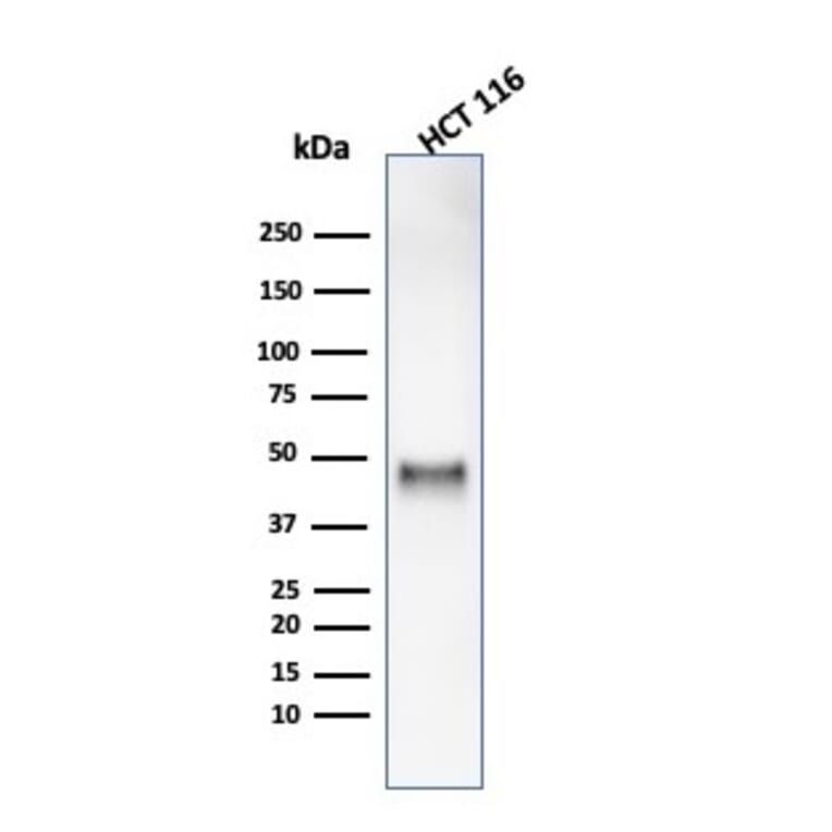 Western Blot - Anti-Cyclin E1 Antibody [rCCNE1/4936] - BSA and Azide free (A278519) - Antibodies.com