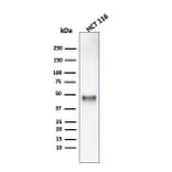 Western Blot - Anti-Cyclin E1 Antibody [rCCNE1/4936] - BSA and Azide free (A278519) - Antibodies.com
