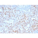 Immunohistochemistry - Anti-CD5 Antibody [rC5/6462] - BSA and Azide free (A278520) - Antibodies.com