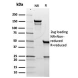 SDS-PAGE - Anti-CD5 Antibody [rC5/6429] - BSA and Azide free (A278521) - Antibodies.com