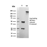 SDS-PAGE - Anti-CD22 Antibody [rBLCAM/6749] - BSA and Azide free (A278522) - Antibodies.com