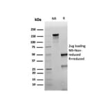 SDS-PAGE - Anti-NAPSIN A Antibody [rNAPSA/6926] - BSA and Azide free (A278525) - Antibodies.com