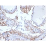 Immunohistochemistry - Anti-CDC20 Antibody [rCDC20/7184] - BSA and Azide free (A278528) - Antibodies.com