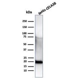 Western Blot - Anti-His Tag Antibody [r6HIS/6423] - BSA and Azide free (A278529) - Antibodies.com