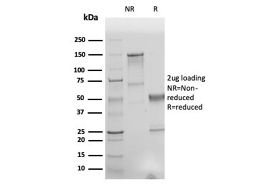 SDS-PAGE - Anti-Human Nuclear Antigen Antibody [r235-1] - BSA and Azide free (A278530) - Antibodies.com