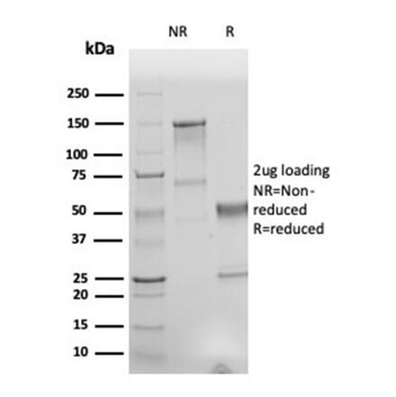SDS-PAGE - Anti-Human Nuclear Antigen Antibody [r235-1] - BSA and Azide free (A278530) - Antibodies.com
