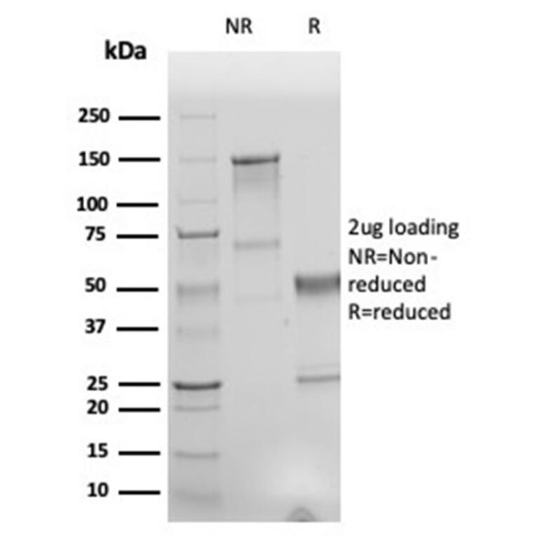 SDS-PAGE - Anti-Human Nuclear Antigen Antibody [r235-1] - BSA and Azide free (A278530) - Antibodies.com
