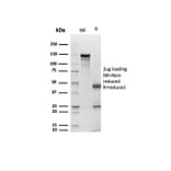 SDS-PAGE - Anti-pan Cytokeratin Antibody [Cocktail rPCK/6750] - BSA and Azide free (A278532) - Antibodies.com