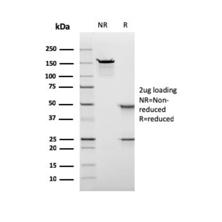 SDS-PAGE - Anti-Nuclear Antigen Antibody [rNM106] - BSA and Azide free (A278533) - Antibodies.com