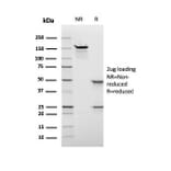SDS-PAGE - Anti-Nuclear Antigen Antibody [rNM106] - BSA and Azide free (A278533) - Antibodies.com