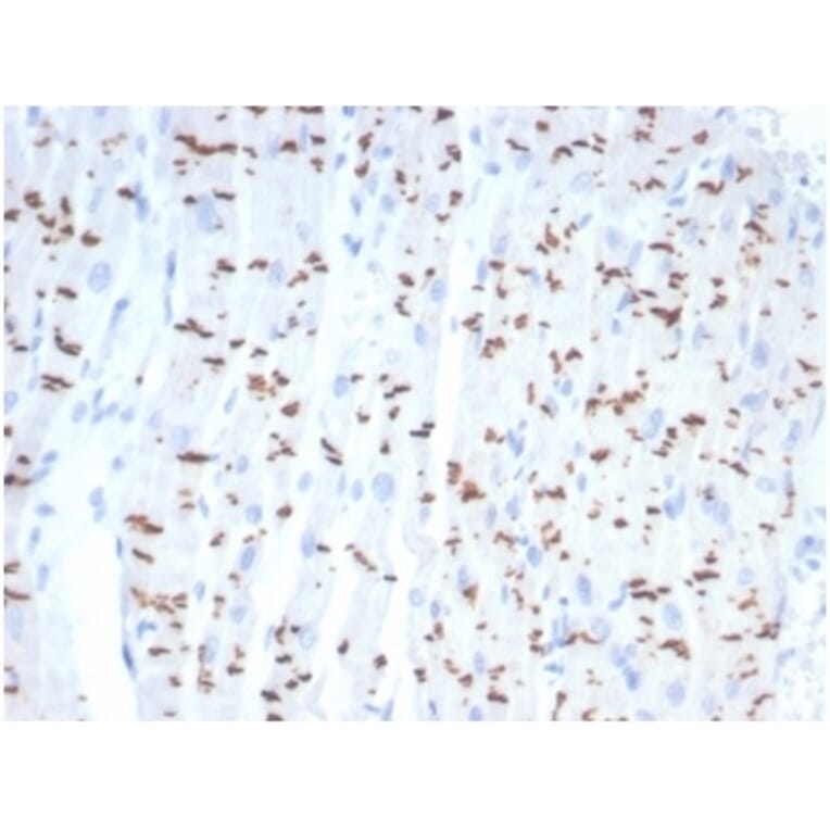 Immunohistochemistry - Anti-N Cadherin Antibody [CDH2/7070R] - BSA and Azide free (A278535) - Antibodies.com