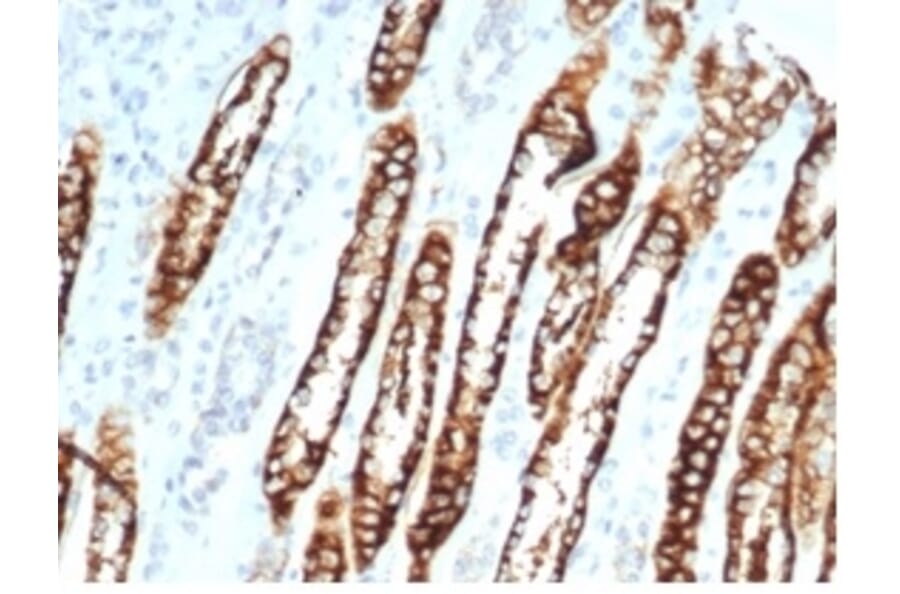 Immunohistochemistry - Anti-Cadherin 16 Antibody [CDH16/7028R] - BSA and Azide free (A278537) - Antibodies.com