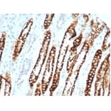 Immunohistochemistry - Anti-Cadherin 16 Antibody [CDH16/7028R] - BSA and Azide free (A278537) - Antibodies.com