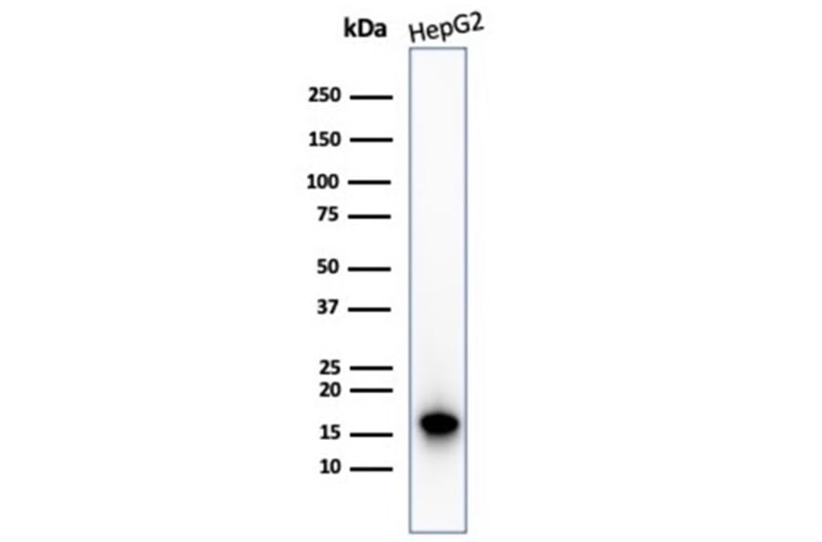 Western Blot - Anti-p16INK4a Antibody [CDKN2A/4844R] - BSA and Azide free (A278542) - Antibodies.com