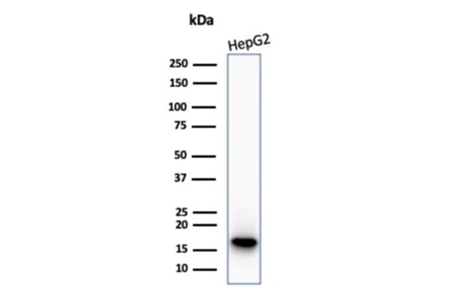Western Blot - Anti-p16INK4a Antibody [CDKN2A/7081R] - BSA and Azide free (A278543) - Antibodies.com